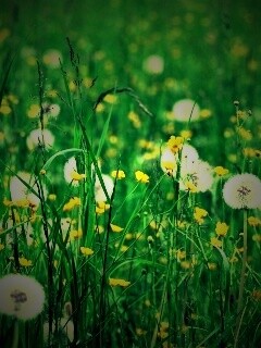 Поле одуванчиков обои
