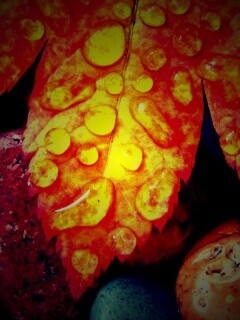 Мокрые листья на камнях обои