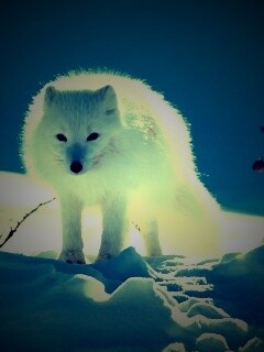 Белый песец обои