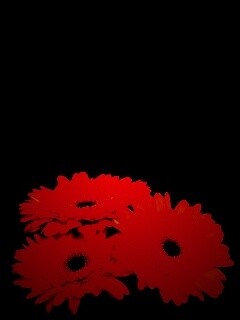 Красные герберы обои