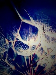 Семена одуванчика обои