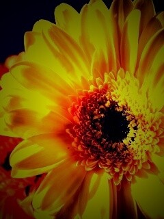 Желтый гербер обои