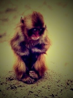 Детеныш обезьяны обои