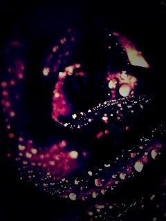 Черная роза обои