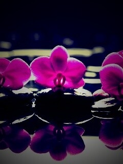 Орхидеи на камнях обои