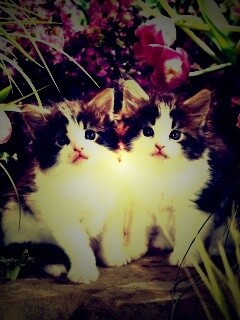 Котята в цветах обои