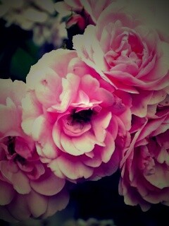 Розовые цветы обои