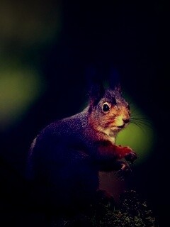 Белку застали врасплох обои