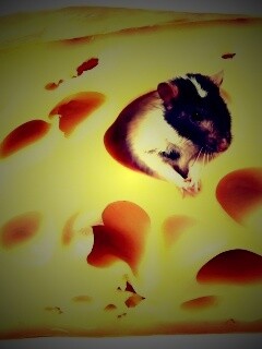 Мышка в сыре обои