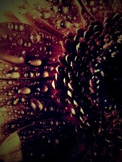 Капли на лепестках гербера обои