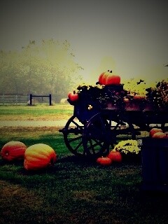 Урожай тыков обои