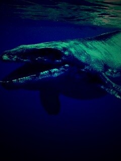 Морской динозавр обои