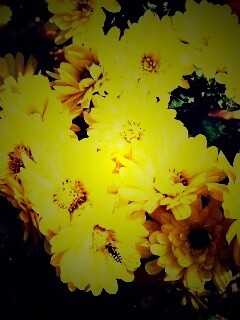 Оса на желтых герберах обои