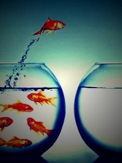 Побег рыбки обои