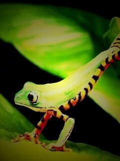 Лягушка переползает с листа на лист обои