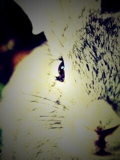 Пухлый кролик обои