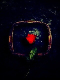 Роза на картинной раме обои