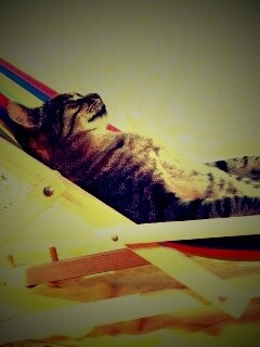 Кот в отпуске обои