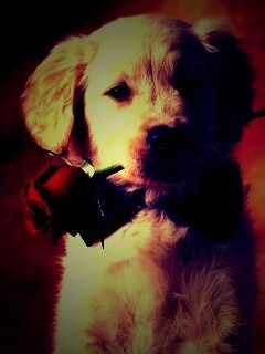 Щенок с розой в зубах обои