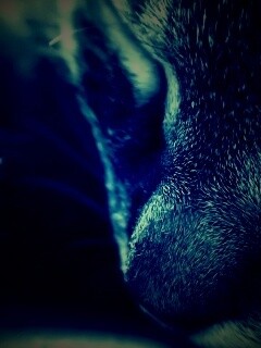 Мордочка кота обои