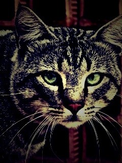 Зеленоглазый кот обои