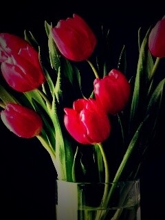 Букет тюльпанов обои