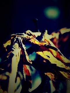 Сухие листья на железном заборе обои