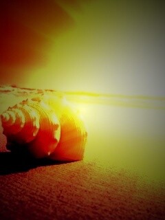 Золотистая ракушка обои