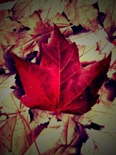 Флаг Канады из листьев обои