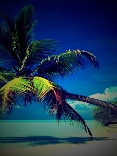 Пальма над водой обои