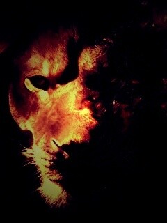 Фас льва обои