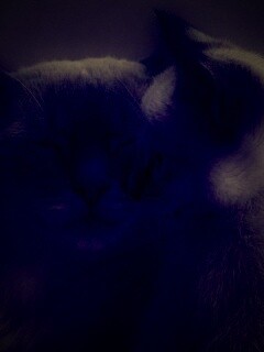 Кошка с котенком обои