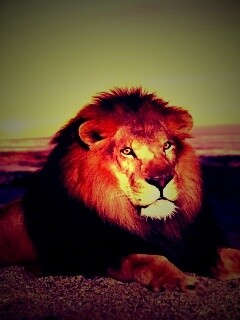 Лев на берегу океана обои