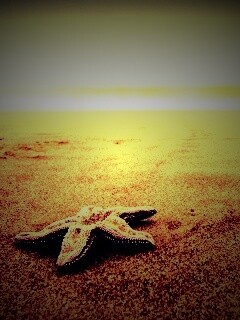 Морская звезда на бесконечном пляже обои