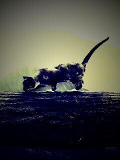 Девушка и кошка обои