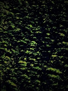 Густые хвойные заросли обои