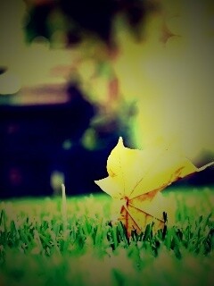 Зеленый лист на траве обои