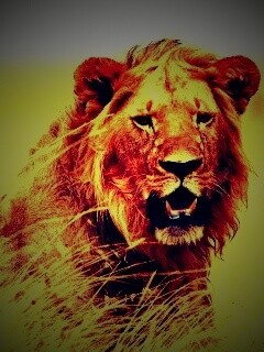 Ярко оранжевый лев обои
