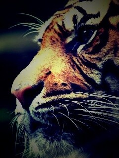 Взгляд тигра обои