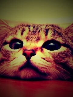 Любопытный котейка обои