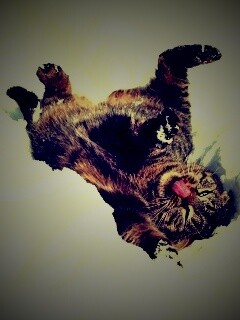 Кот валяется в снегу обои