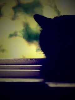 Дремлющий на окне черный кот обои