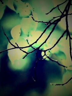 Осенние ветки без листьев обои