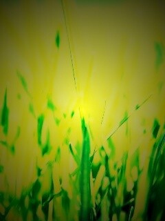 Ярко зеленая трава обои