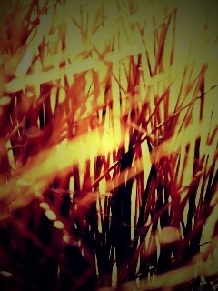 Высохшие травяные стебли обои