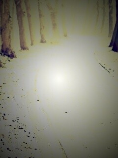 Дорога в зимнем лесу обои