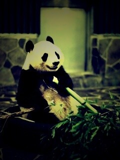 Панда точит бамбук обои