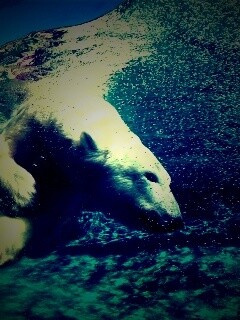 Нырнувший белый медведь обои