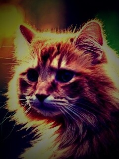 Рыжий кот в лучах солнца обои