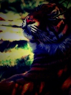 Отдыхающий в теньке хищник обои